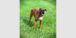 Allie III, Senior Female unknown