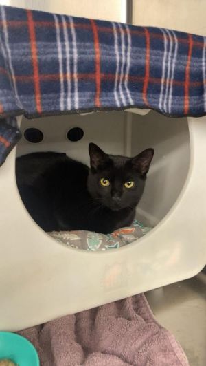 Salem, Adult Male unknown
