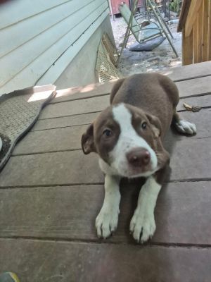 Buster, Baby Male unknown