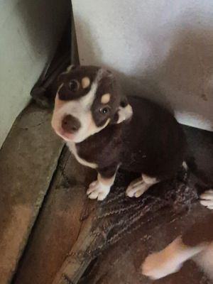 Daisy Mae, Baby Female unknown
