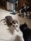 Daisy Mae photo 2