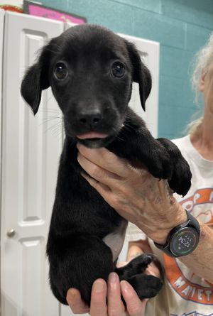 Poochie, Baby Female unknown