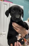 Poochie photo 2