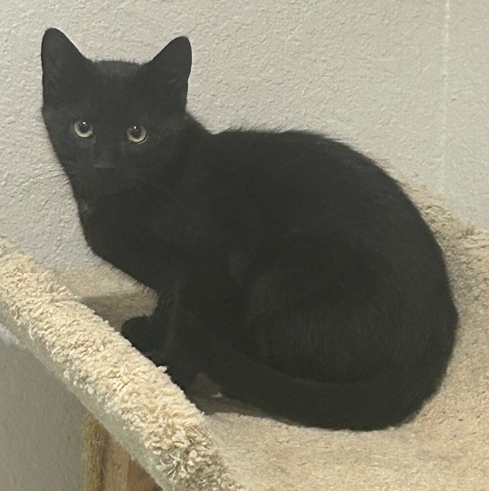 Toes, an adoptable Domestic Short Hair in Aurora, CO, 80016 | Photo Image 1