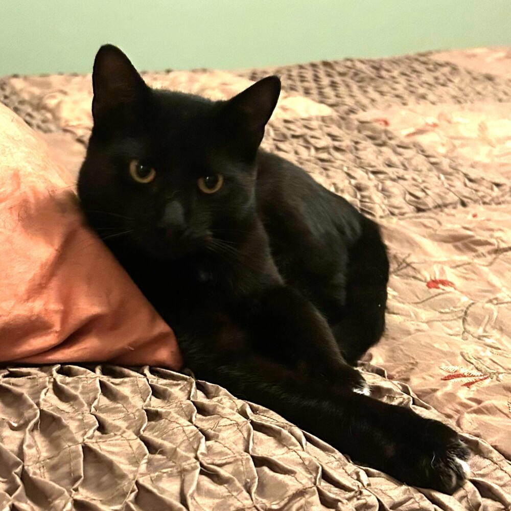 Toes, an adoptable Domestic Short Hair in Aurora, CO, 80016 | Photo Image 1