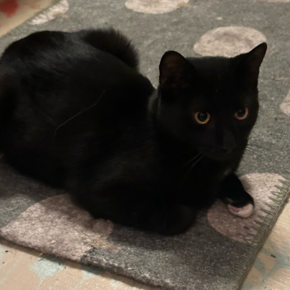 Toes, an adoptable Domestic Short Hair in Aurora, CO, 80016 | Photo Image 2