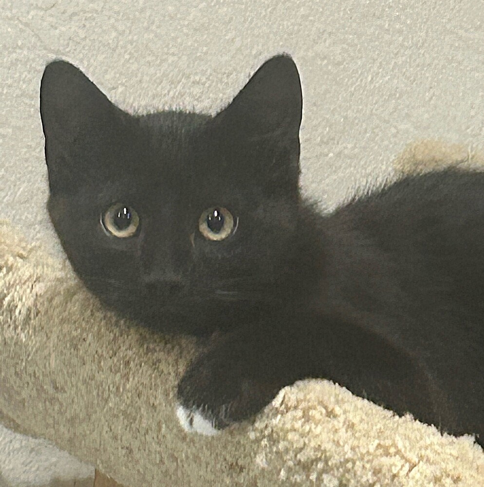 Toes, an adoptable Domestic Short Hair in Aurora, CO, 80016 | Photo Image 3
