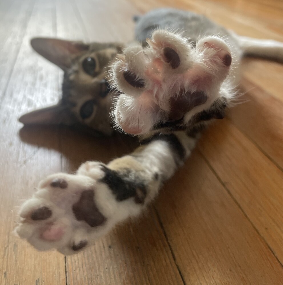 Charles, an adoptable Domestic Short Hair in Aurora, CO, 80016 | Photo Image 1