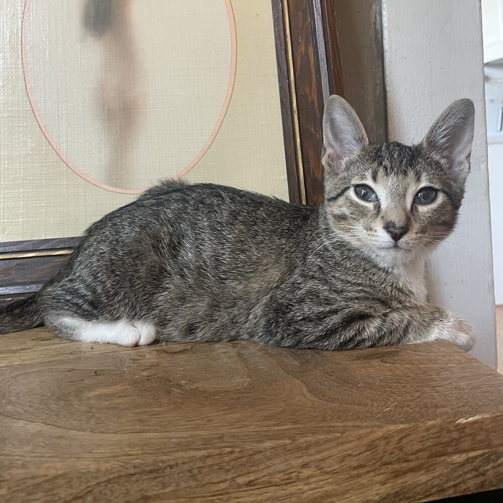 Charles, an adoptable Domestic Short Hair in Aurora, CO, 80016 | Photo Image 2