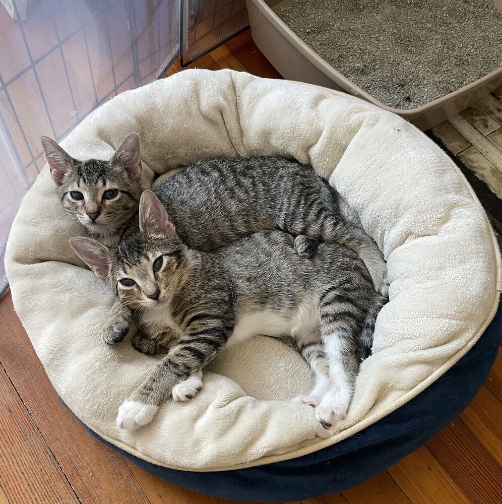 Charles, an adoptable Domestic Short Hair in Aurora, CO, 80016 | Photo Image 3