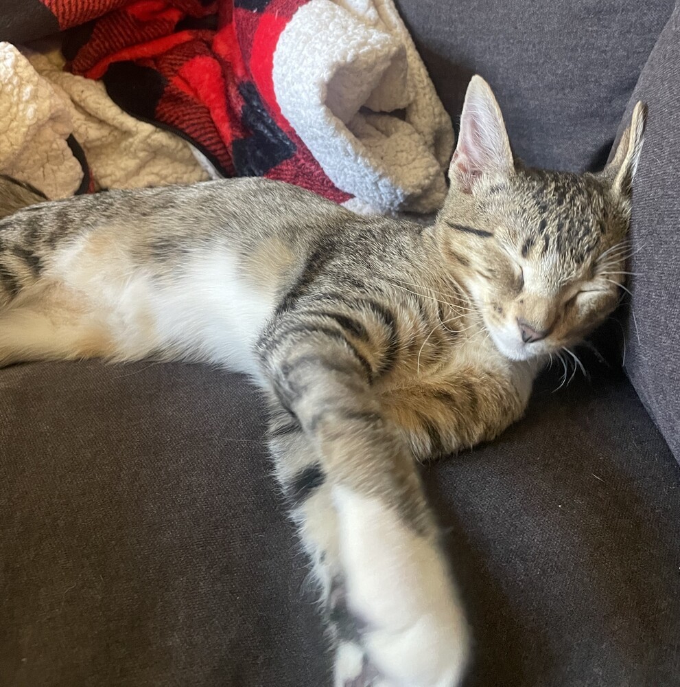 Charles, an adoptable Domestic Short Hair in Aurora, CO, 80016 | Photo Image 4