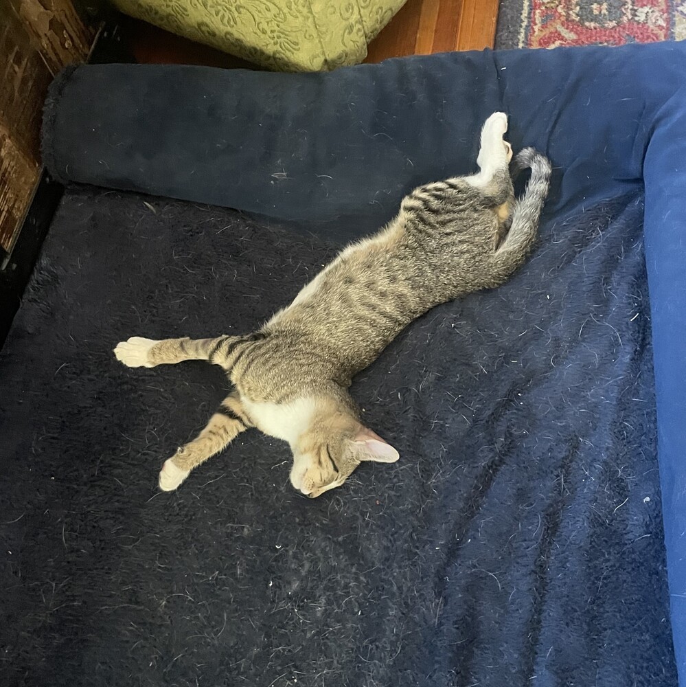 Charles, an adoptable Domestic Short Hair in Aurora, CO, 80016 | Photo Image 5