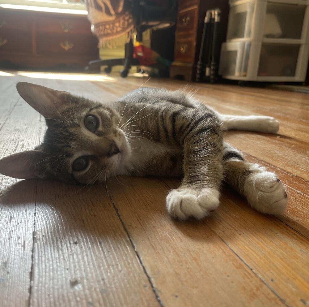 Charles, an adoptable Domestic Short Hair in Aurora, CO, 80016 | Photo Image 6