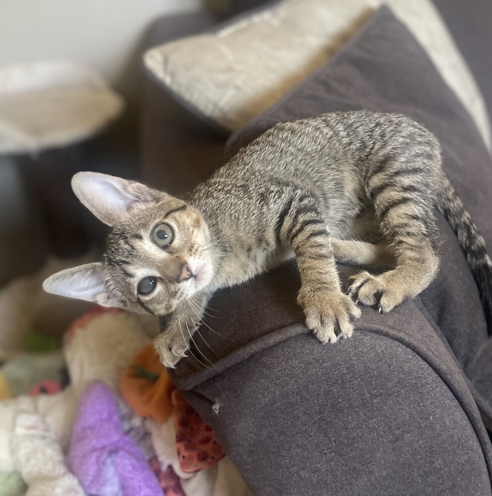 Frida, an adoptable Domestic Short Hair in Aurora, CO, 80016 | Photo Image 2
