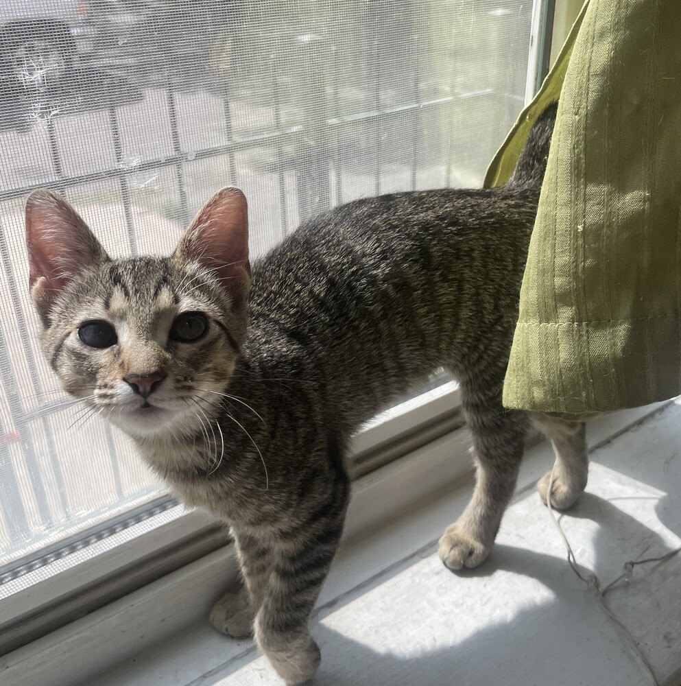 Frida, an adoptable Domestic Short Hair in Aurora, CO, 80016 | Photo Image 3