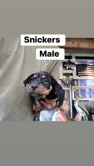 Snickers, Baby Male unknown