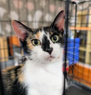 Looney Junie, Adult Female unknown