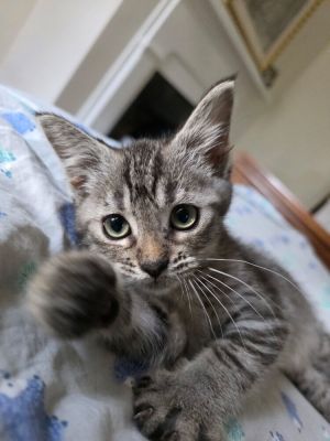Rascal, Baby Male unknown