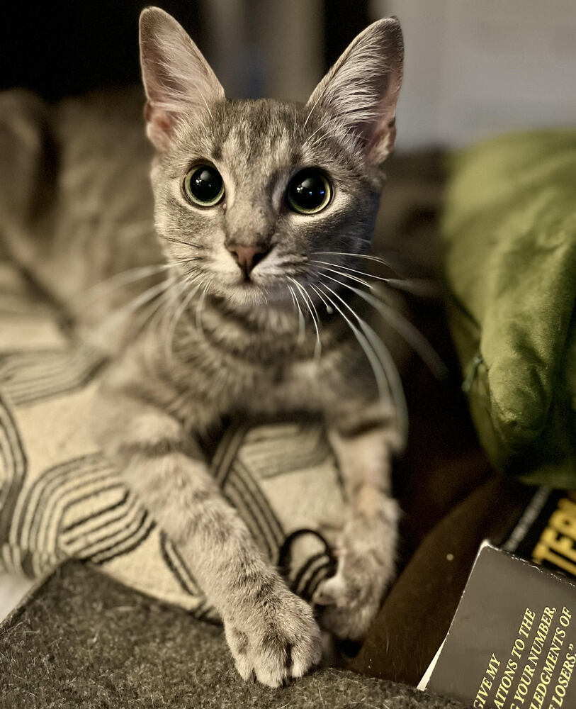 mouse