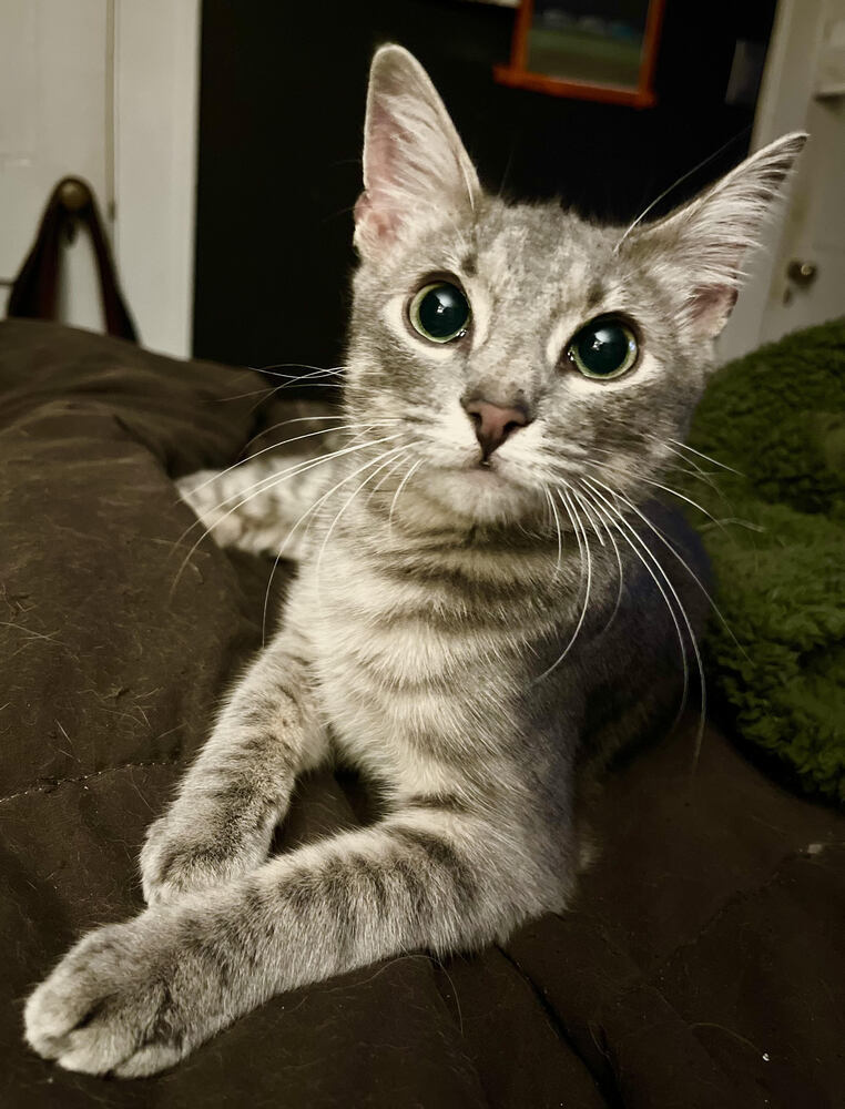 mouse