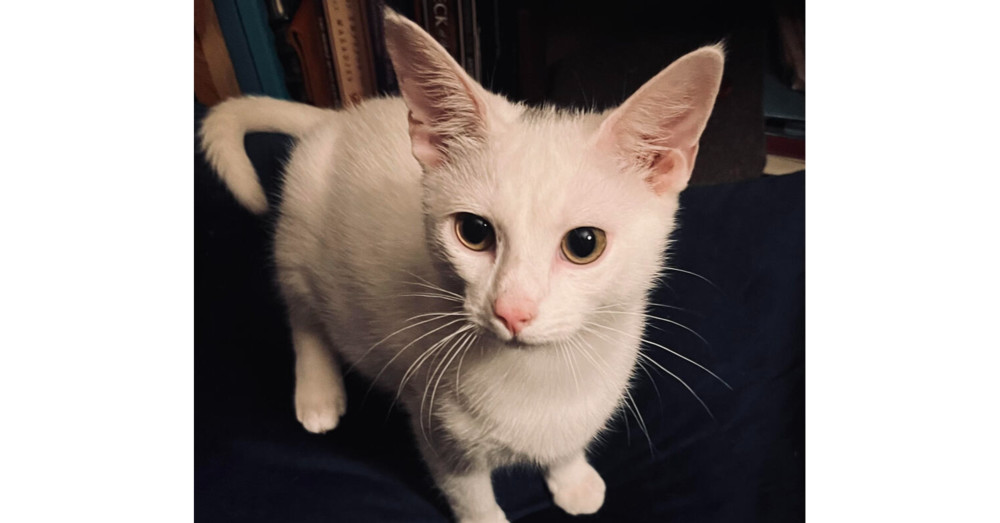 Roo