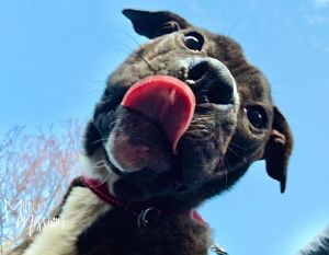 Toadstool Pit Bull Terrier Dog