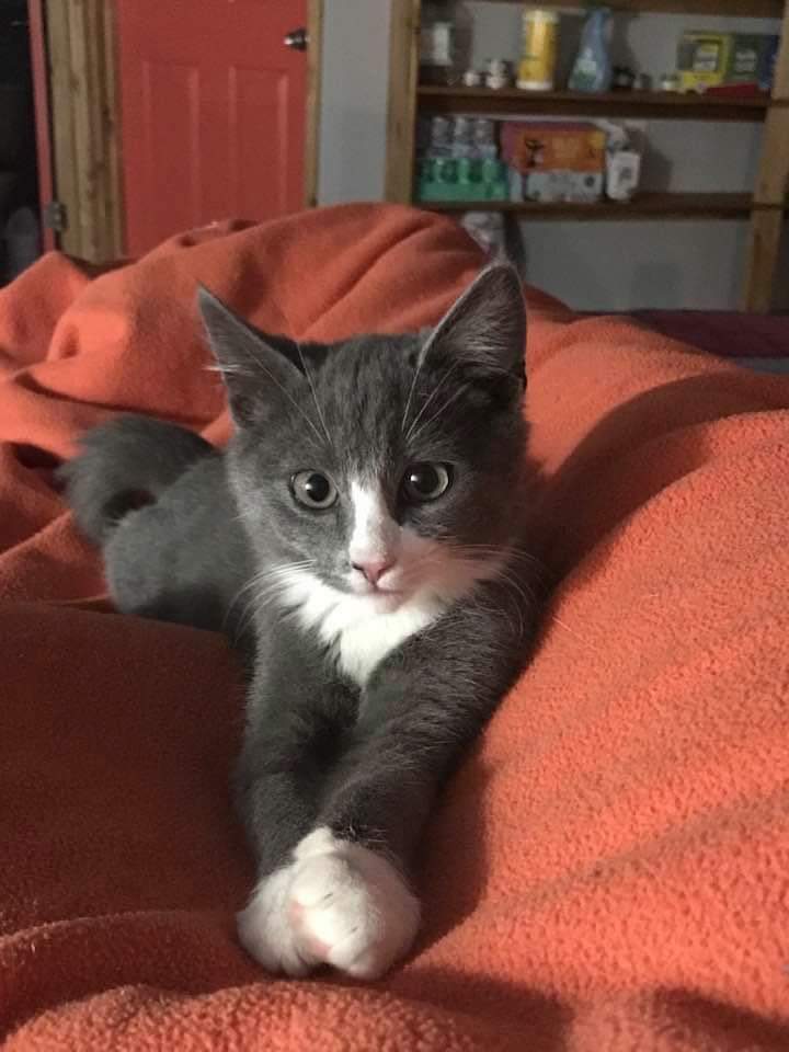 Finn