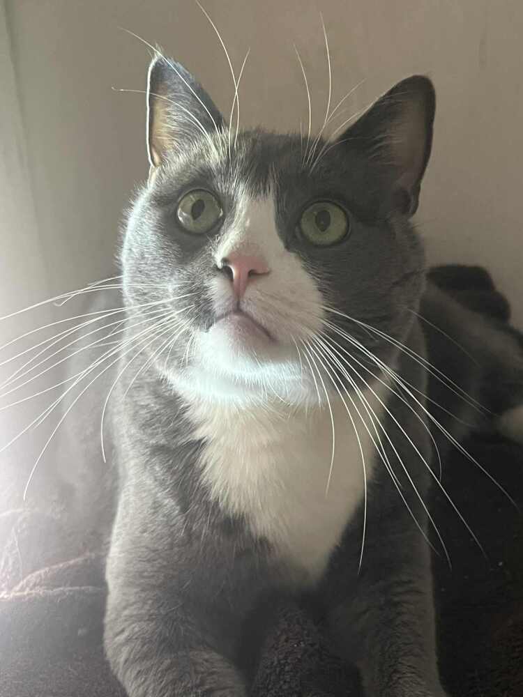 Finn-Adopt or Foster to Adopt