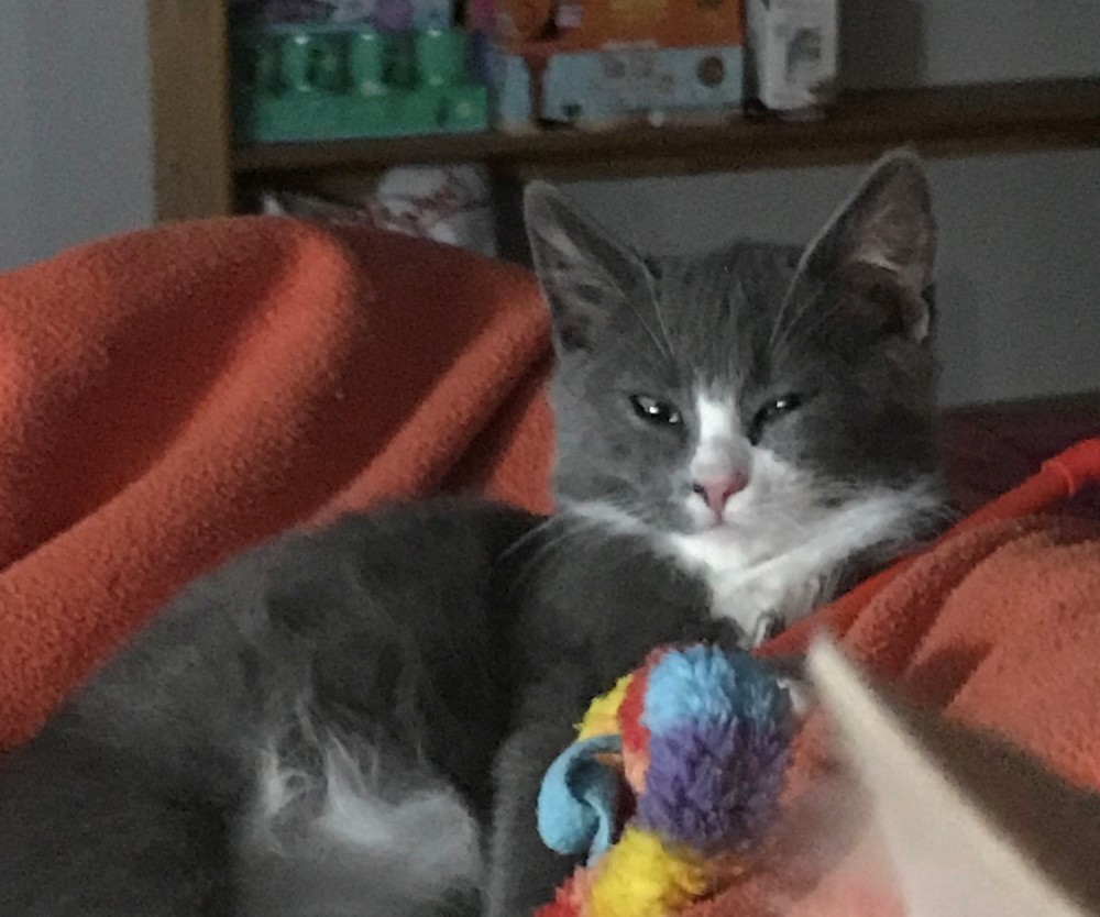 Finn