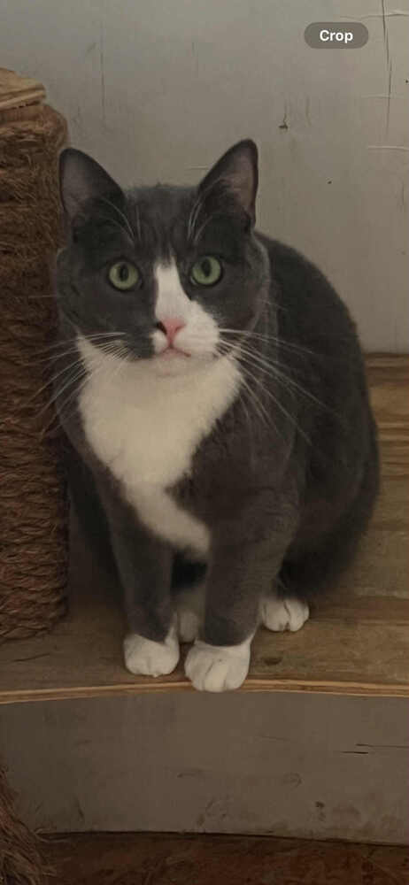 Finn-Adopt or Foster to Adopt