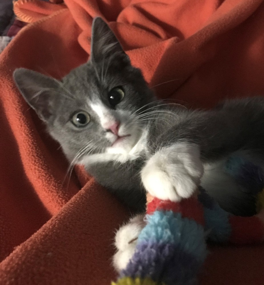 Finn