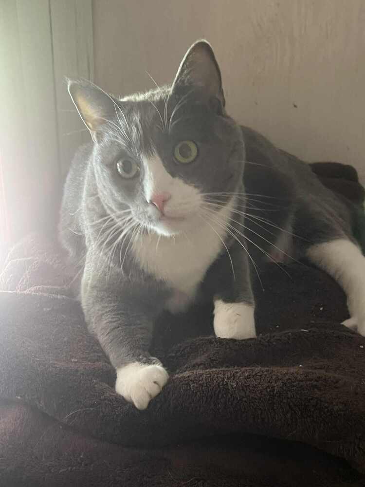 Finn-Adopt or Foster to Adopt