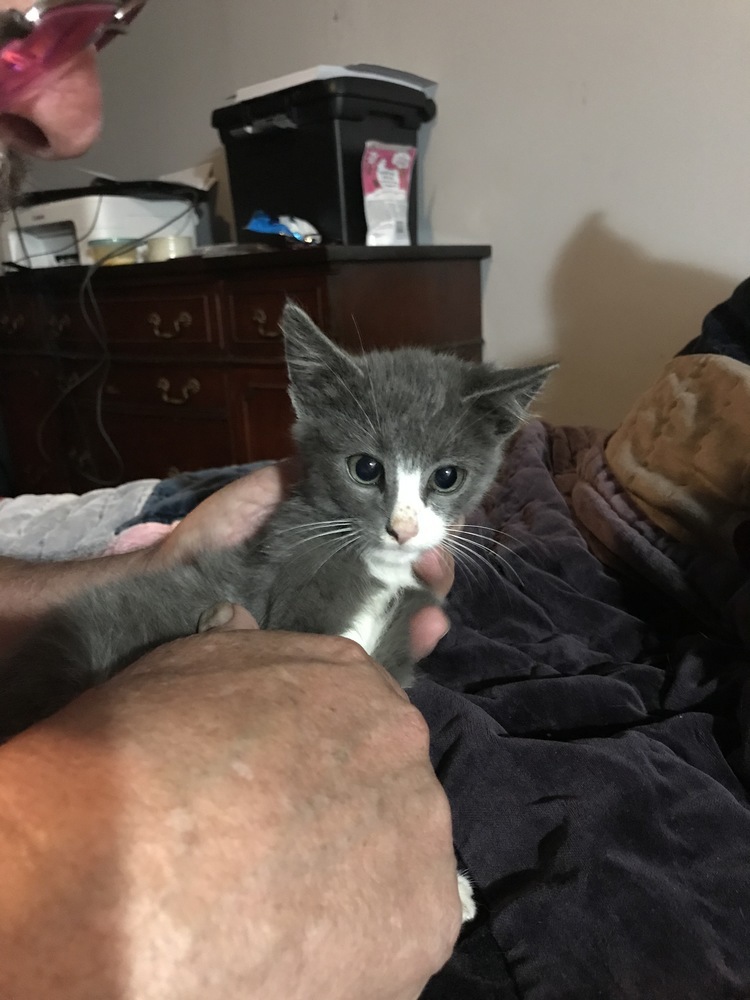 Finn