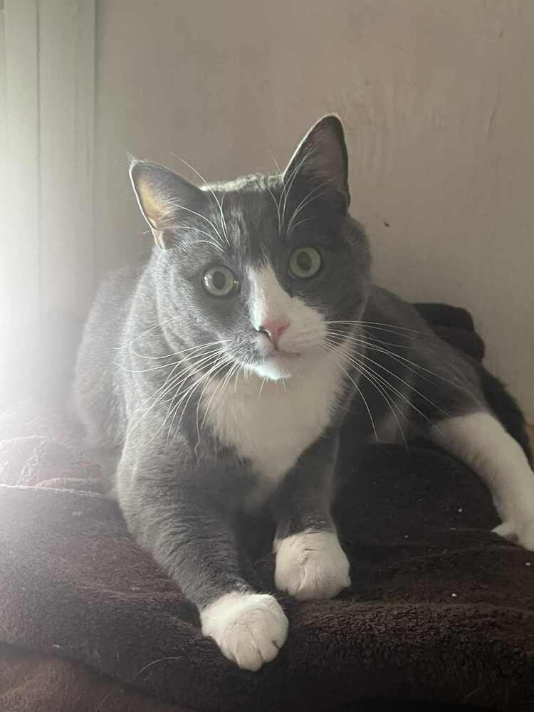 Finn-Adopt or Foster to Adopt