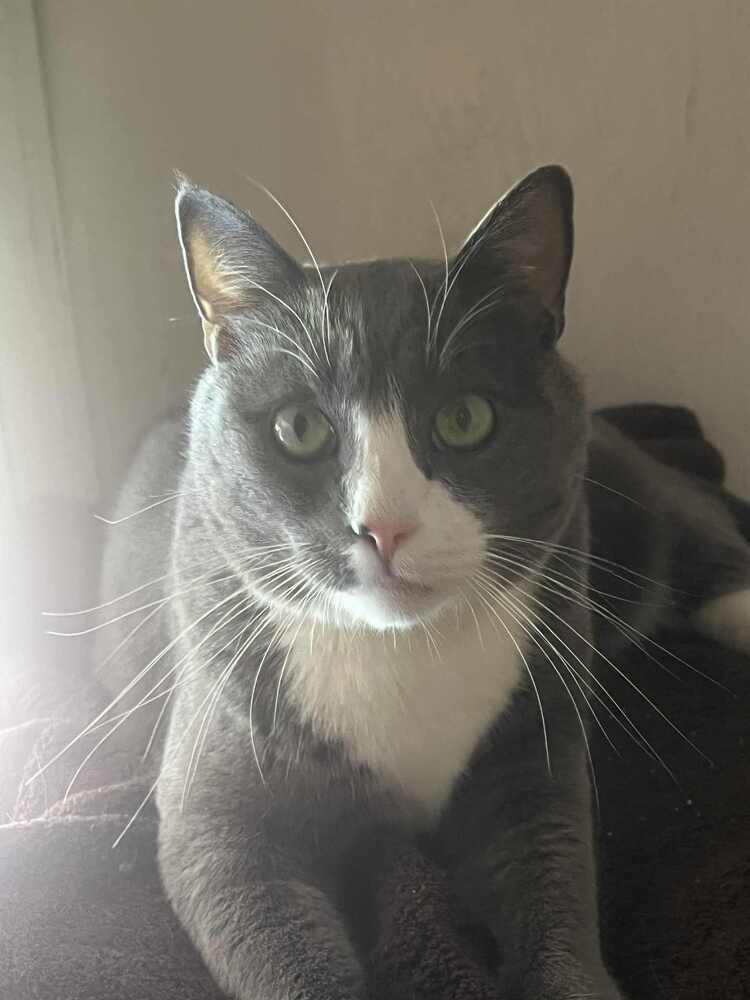 Finn-Adopt or Foster to Adopt