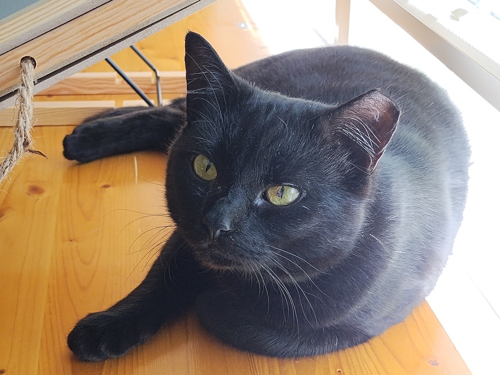 Midnight-Adopt or Foster to Adopt