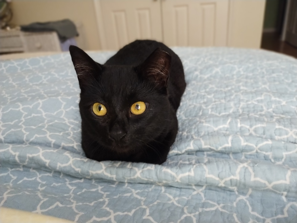 Midnight-Adopt or Foster to Adopt