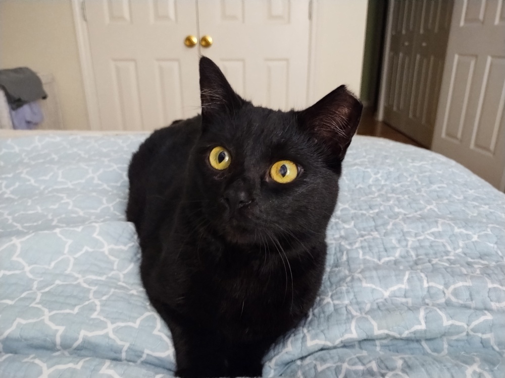 Midnight-Adopt or Foster to Adopt