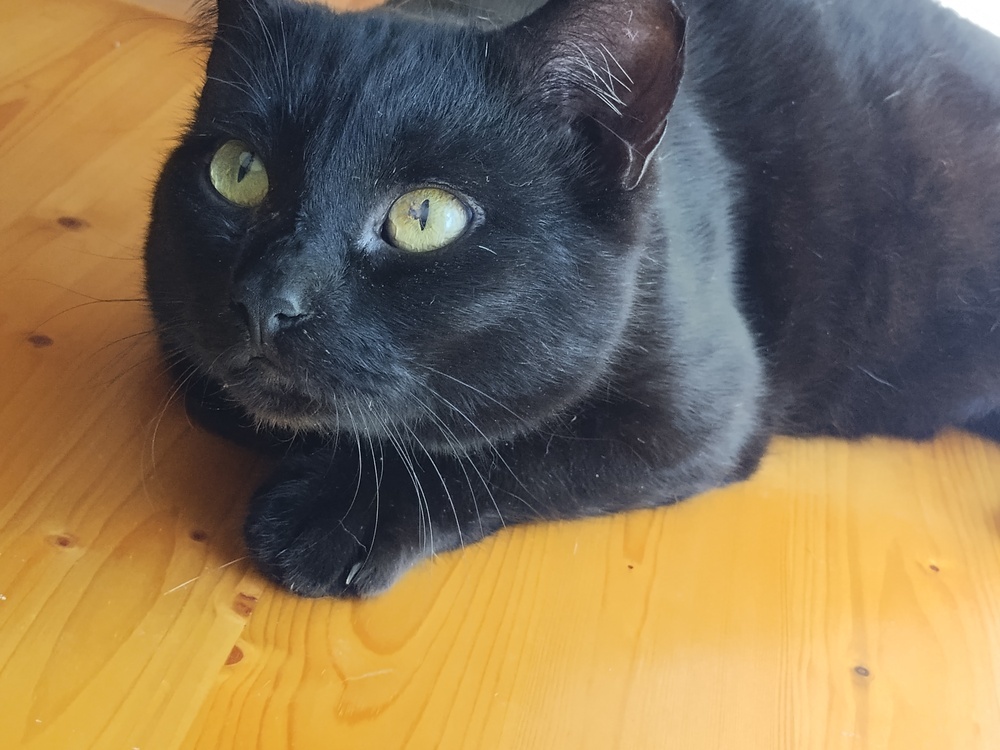 Midnight-Adopt or Foster to Adopt