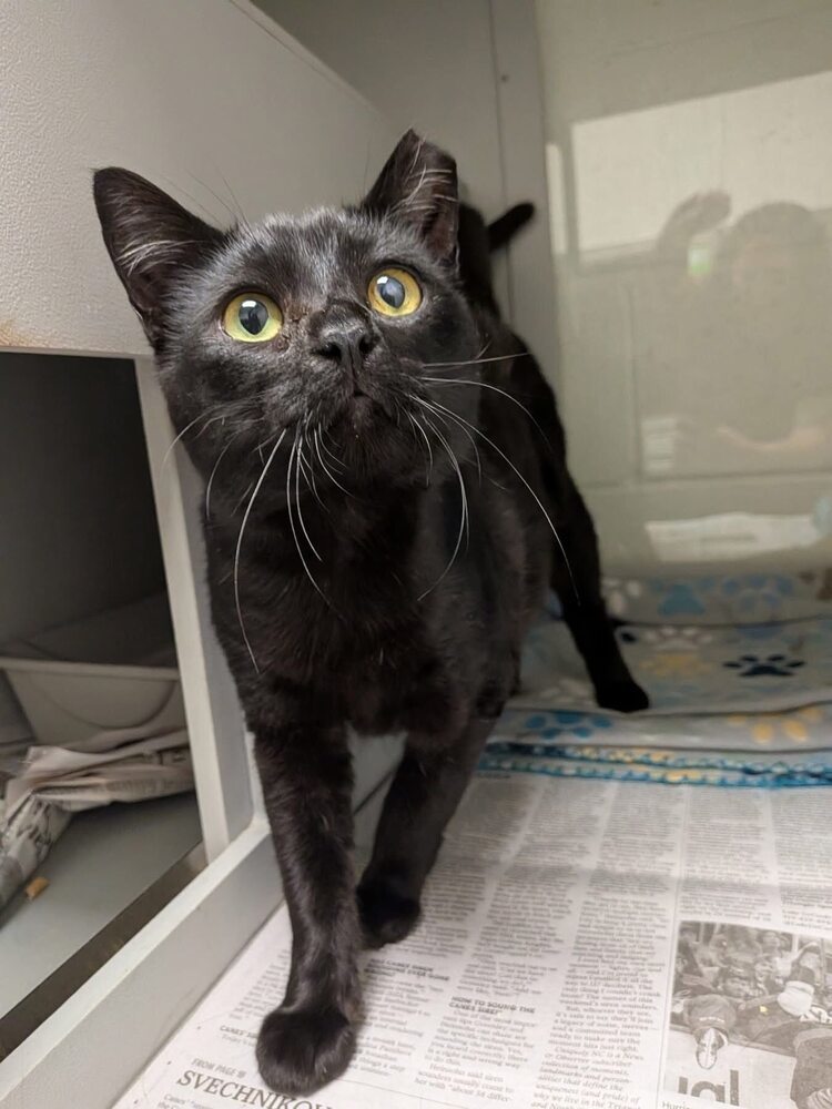 Midnight-Adopt or Foster to Adopt