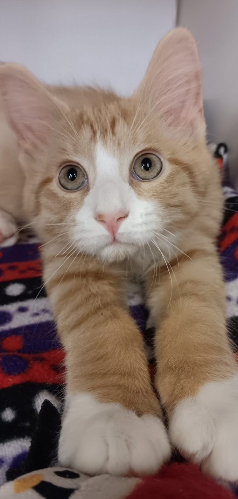 Sherbert