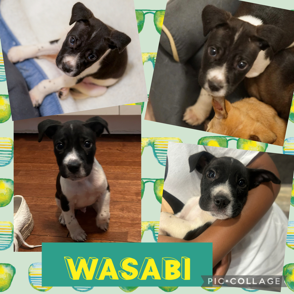 Wasabi