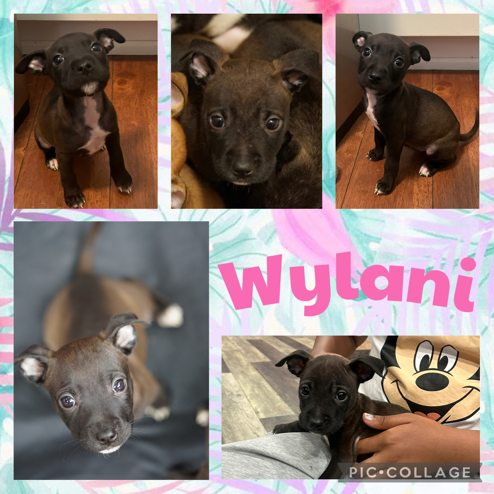 Wylani