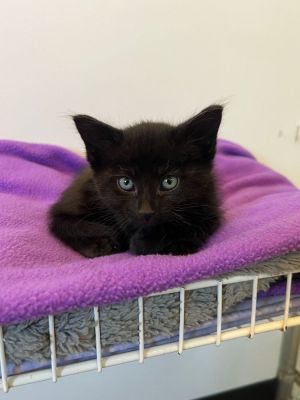 Aurora, Baby Female unknown