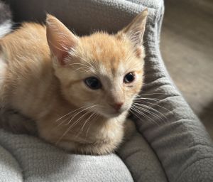 Waffles, Baby Male unknown