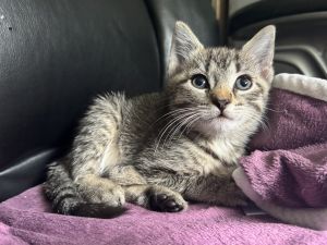 Bagel, Baby Female unknown