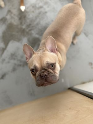 Sunshine French Bulldog Dog