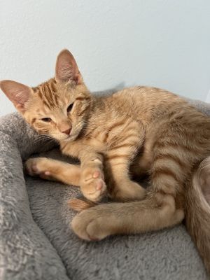 Meowsala, Adult Male unknown