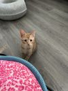 Meowsala photo 2
