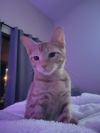 Meowsala photo 3